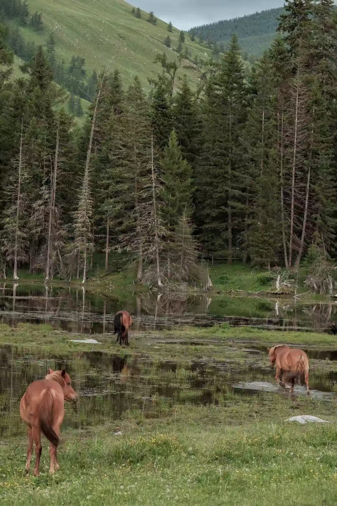 Horses by the Lake